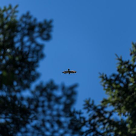 Chalet Anra Pohorje Zgornje Hoce Buitenkant foto