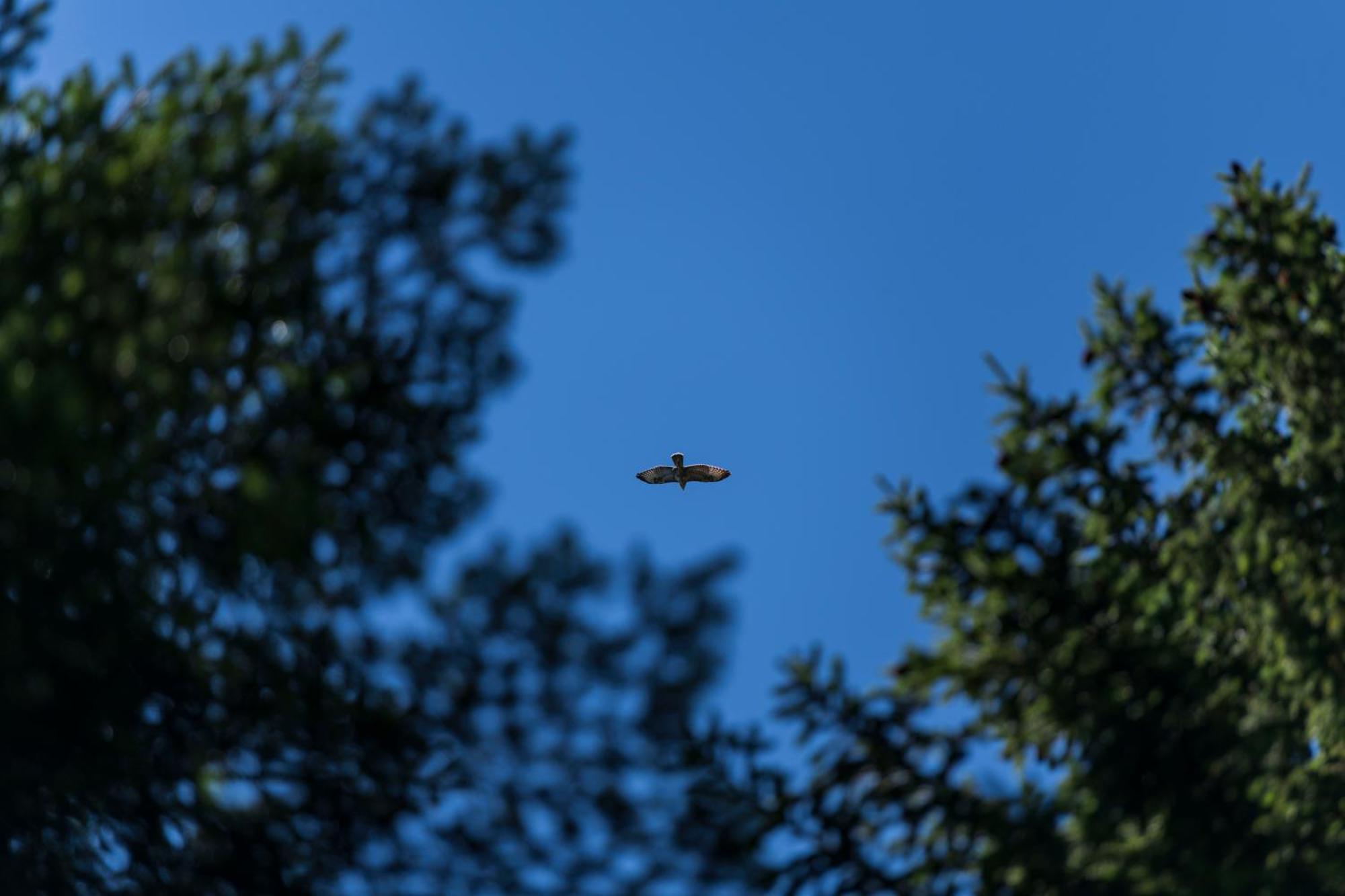 Chalet Anra Pohorje Zgornje Hoce Buitenkant foto