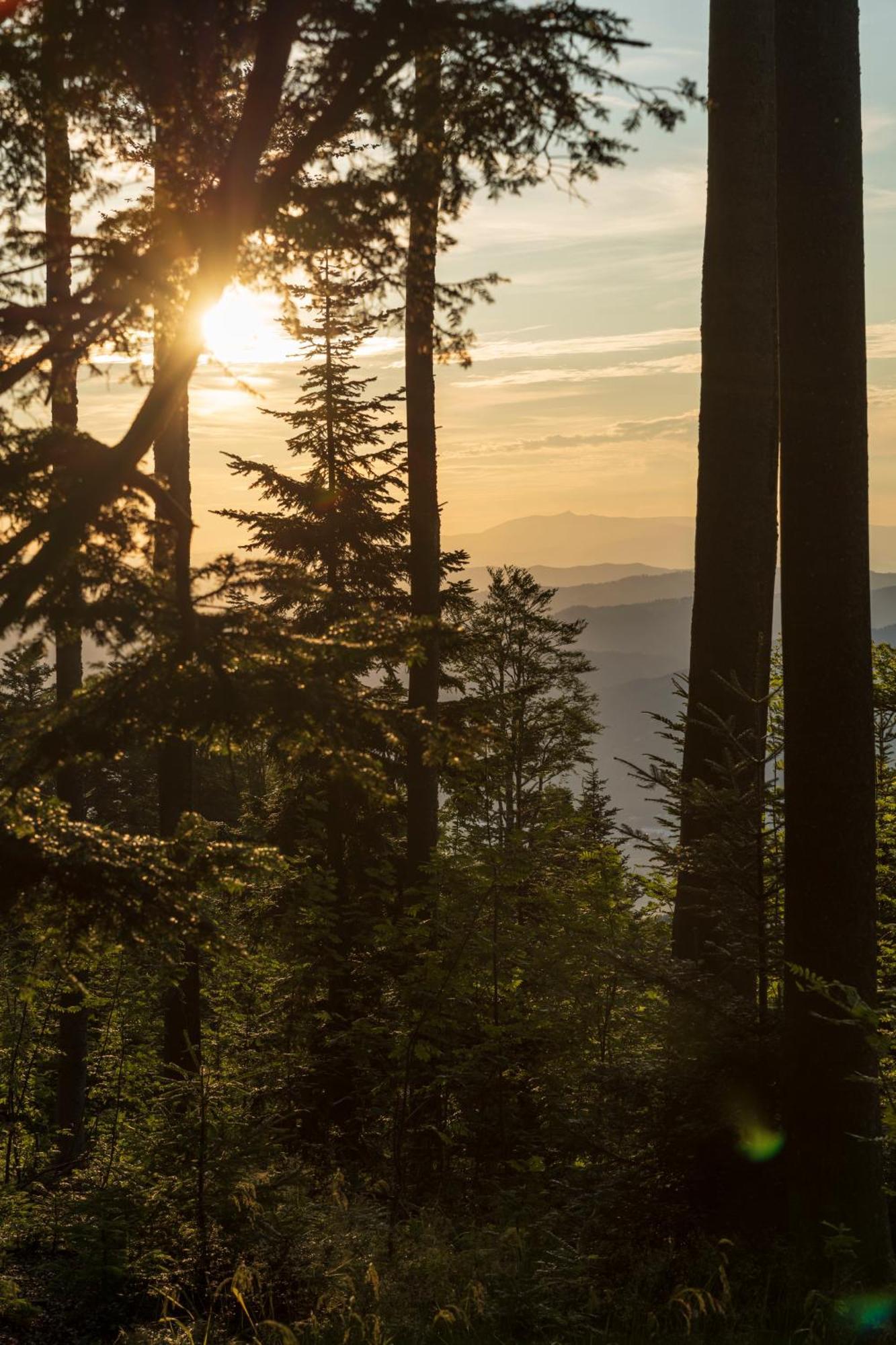 Chalet Anra Pohorje Zgornje Hoce Buitenkant foto